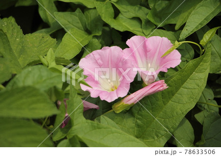 昼顔 花 蕾 植物の写真素材