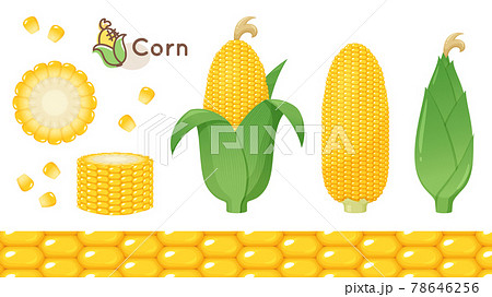 とうもろこし 夏野菜 コーン 穀物のイラスト素材