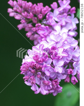 ライラックの花の写真素材 - PIXTA