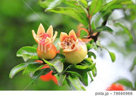 ざくろの花と膨らみ始めた実の写真素材