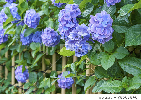 庭園 日本庭園 花 植物の写真素材