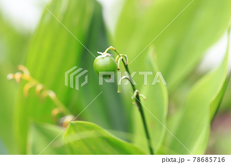 すずらんの実の写真素材