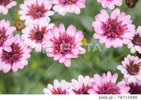 紫の花の写真素材