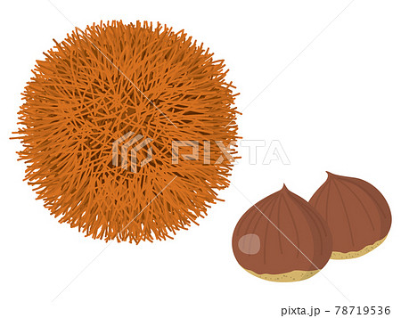 毬栗 くり 秋のイラスト素材のイラスト素材