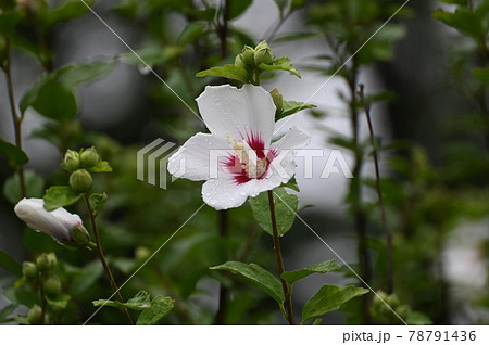 ムグンファ 花の写真素材