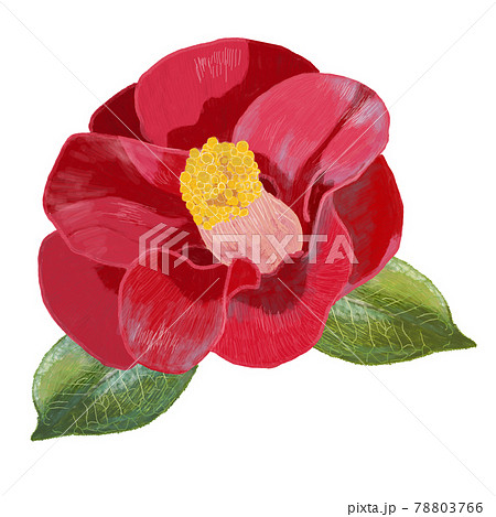 縁起の良い植物のイラスト素材