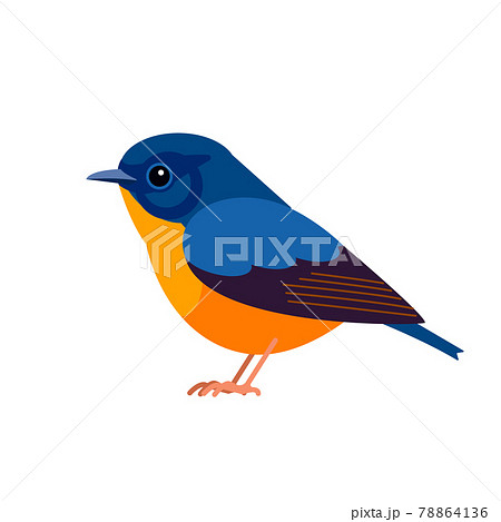 きれい 生物学 美しい 動物のイラスト素材