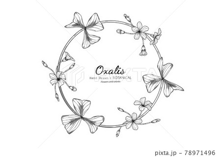 カタバミ 植物 花 イラストの写真素材