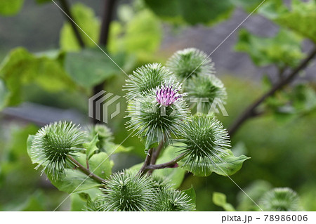 ごぼうの花の写真素材