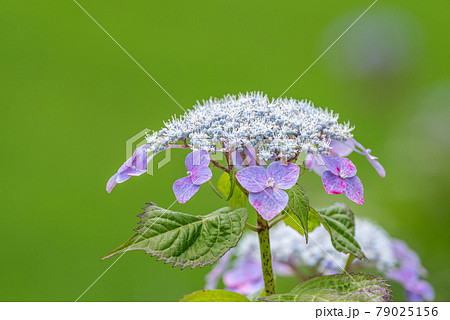 花 壁紙 紫陽花 梅雨の写真素材