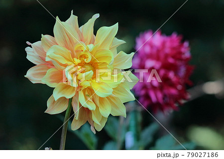 メキシコの国花の写真素材