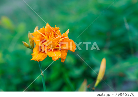 ワスレグサ 山野草 オレンジ色の花の写真素材