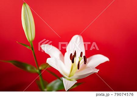 レッドカサブランカの写真素材