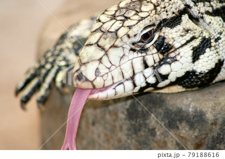 ヒラモンスターの写真素材