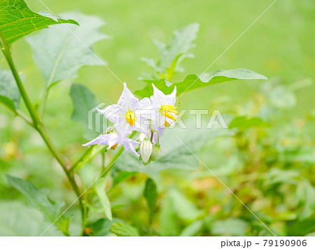 ギザギザの葉 トゲの写真素材