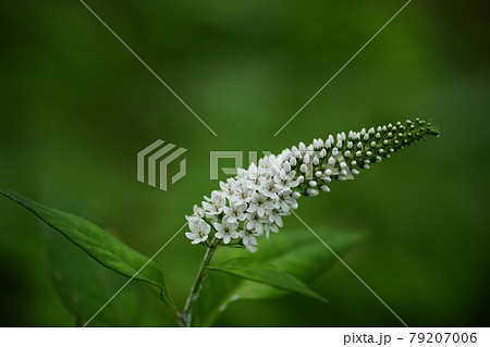 花 トラノオ 白い花 トラノオの花の写真素材