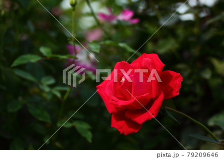 イギリス国花の写真素材