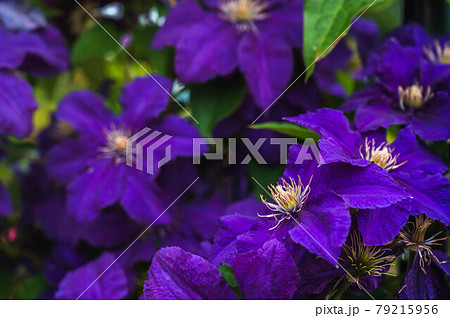 鉄仙花の写真素材 - PIXTA
