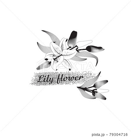 花 白黒 一輪のイラスト素材