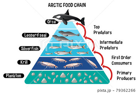 生態系ピラミッド 図のイラスト素材