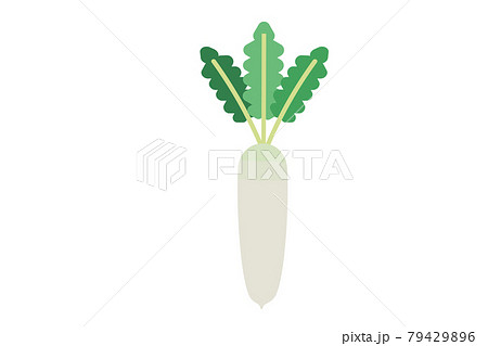 White Radish Illustrations