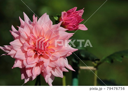 メキシコの国花の写真素材