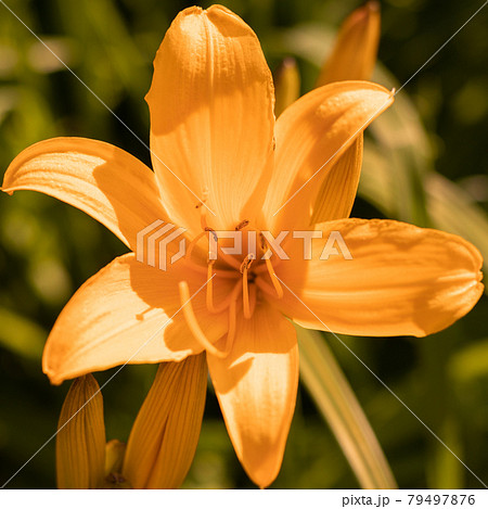 タイガーリリー 花の写真素材