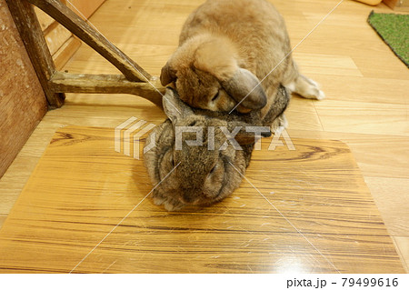 交尾 動物の写真素材