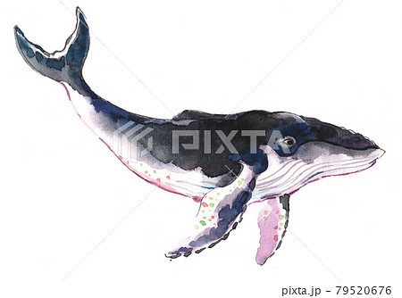 動物 水彩画 くじら クジラのイラスト素材 - PIXTA