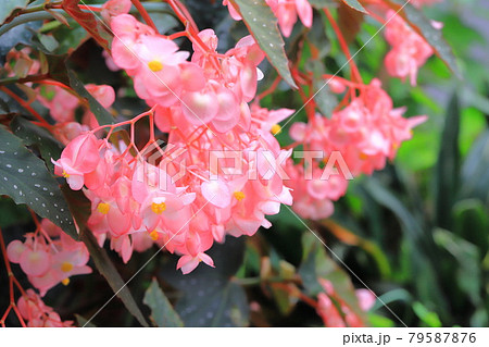 ベゴニア 木立性ベゴニア 花 白い花の写真素材