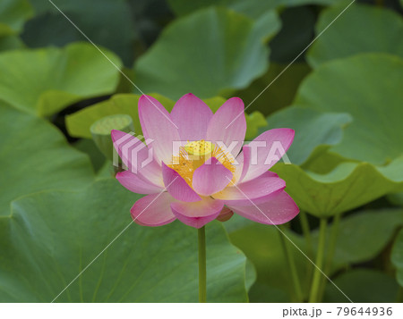 凛とした花の写真素材