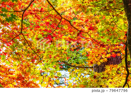 八千穂高原自然園 八千穂 八千穂高原 紅葉の写真素材