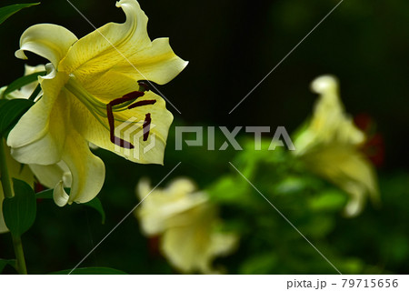 百合の花の写真素材