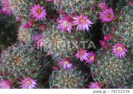 サボテンの綿毛 多肉植物の写真素材