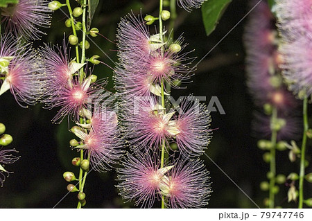 マングローブの花の写真素材