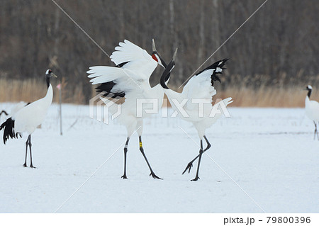 求愛行動 動物の写真素材
