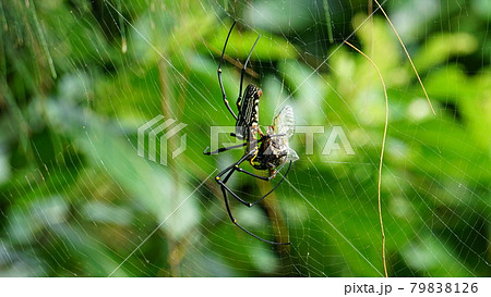 捕食 蜘蛛の巣 セミ クモの写真素材 捕食 蜘蛛の巣 セミ クモの写真素材