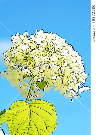 アナベル 花のイラスト素材