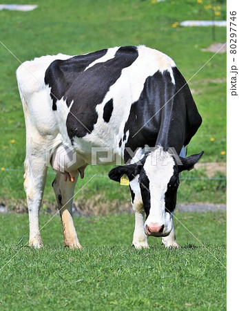 PIXTA] 牛の写真素材一覧｜4,700万点以上！国内最大級の素材サイト