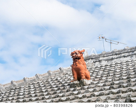 琉球犬の写真素材