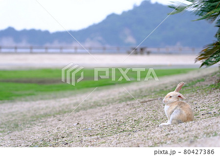 ウサギ うさぎ 芝生 小動物の写真素材