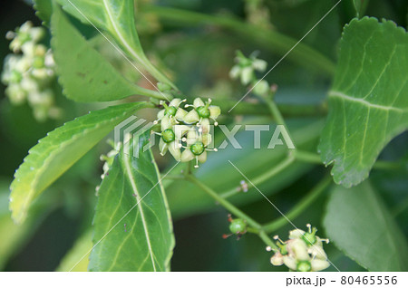 マサキの花の写真素材