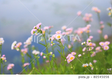 山野草 野の花 ピンク 春の写真素材