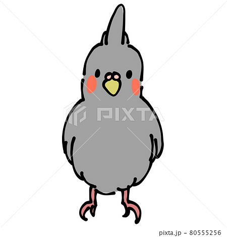 オカメインコのイラスト素材