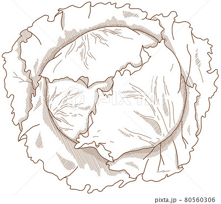 レタス サラダ シャキシャキ イラストのイラスト素材