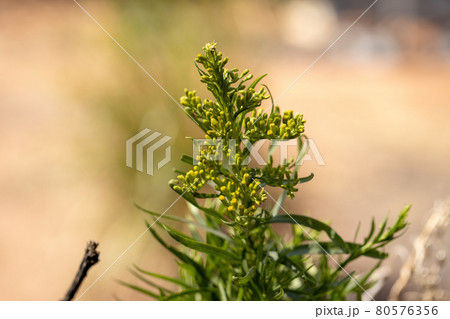 ソリダコ 花の写真素材