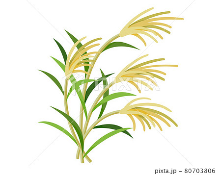 すすき 草 植物 秋のイラスト素材