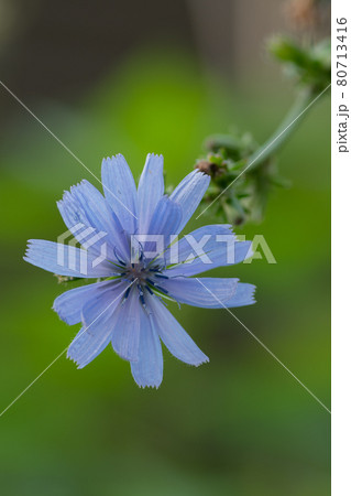 チコリの花の写真素材