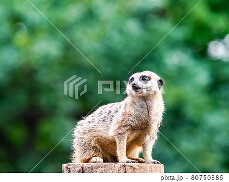 ミーアキャット 動物 横位置 動物園の写真素材