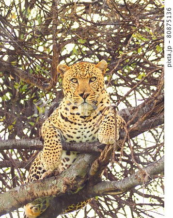 ヒョウ 動物 豹 レパードの写真素材